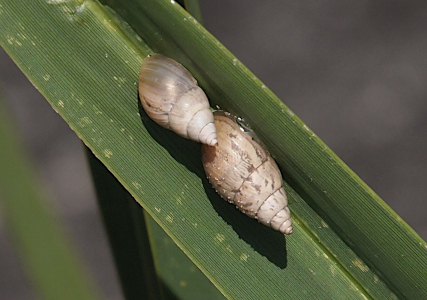 [Two shells, one just above the other, growing in the fold of a wide green blade of vegetation. the lower edge of the upper shell covers part of the upper edge of the lower shell. The lower shell is bigger and longer and more brown and white. The upper shell is more of a silver-grey and white.]